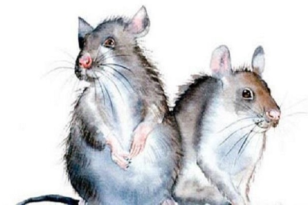 Xem tử vi 2022 tuổi MẬU TÝ sinh năm 2008 Nam Mạng-1