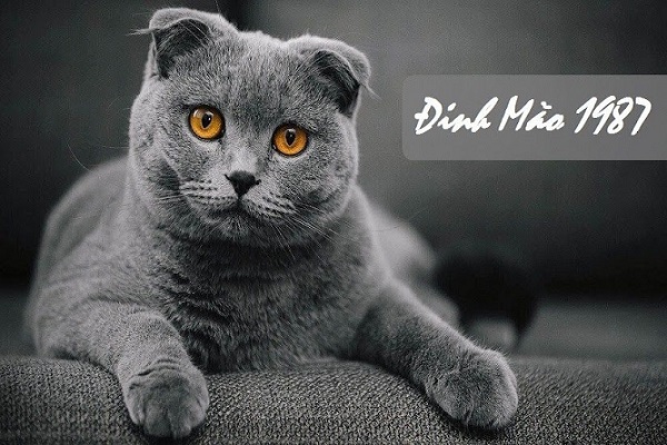 Xem tuổi làm nhà năm 2022 cho người sinh năm 1987 Đinh Mão-1