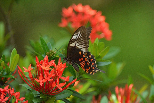 Cây bông trang có ý nghĩa gì trong phong thủy?-1