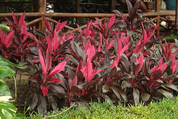 Cây huyết dụ có ý nghĩa gì trong phong thủy?-3