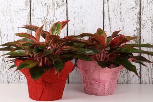 Cây huyết dụ có ý nghĩa gì trong phong thủy?-4