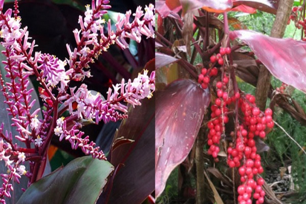 Cây huyết dụ có ý nghĩa gì trong phong thủy?-2