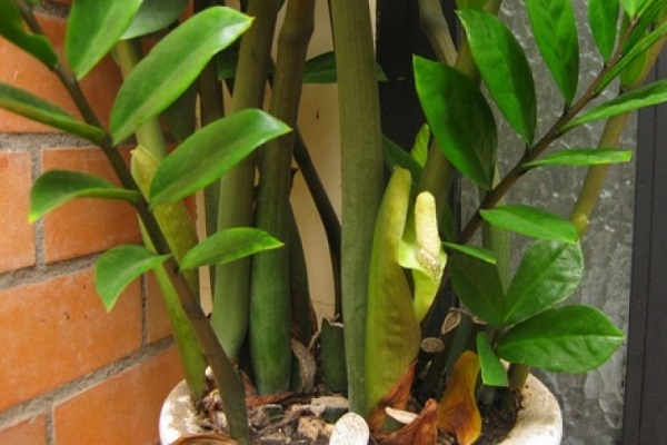 Cây kim tiền có ý nghĩa gì trong phong thủy?-2