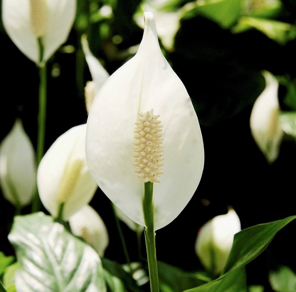 Ý nghĩa cây lan ý trong phong thủy là gì?-3