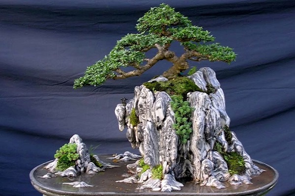 Cây linh sam có ý nghĩa gì trong phong thủy?-2