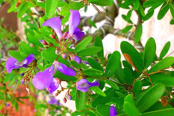 Cây linh sam có ý nghĩa gì trong phong thủy?-3