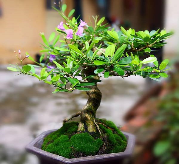 Cây linh sam có ý nghĩa gì trong phong thủy?-4