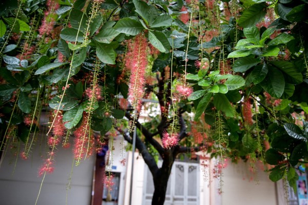 Cây lộc vừng có ý nghĩa gì trong phong thủy?-2