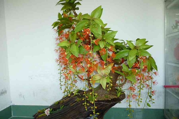 Cây lộc vừng có ý nghĩa gì trong phong thủy?-4