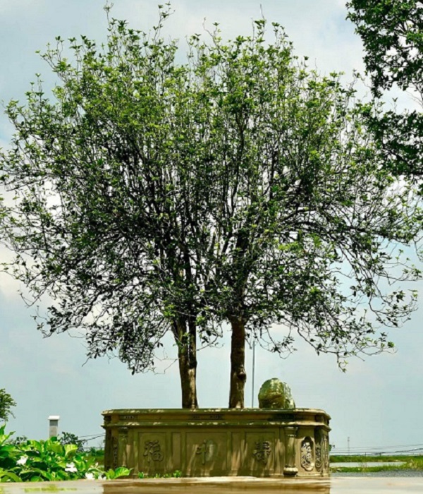 Cây mộc hương có ý nghĩa gì trong phong thủy-1