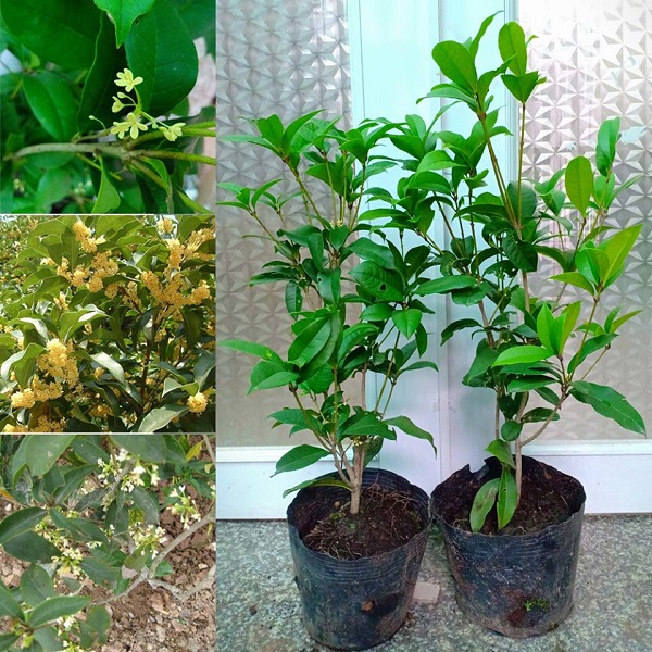 Cây mộc hương có ý nghĩa gì trong phong thủy-2