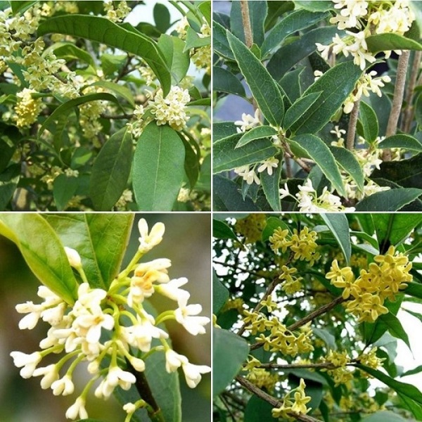 Cây mộc hương có ý nghĩa gì trong phong thủy-3