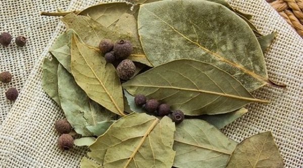 Cây nguyệt quế có ý nghĩa gì trong phong thủy?-3