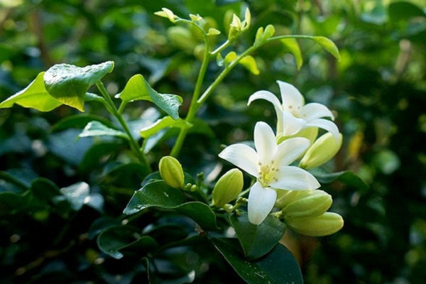 Cây nguyệt quế có ý nghĩa gì trong phong thủy?-4