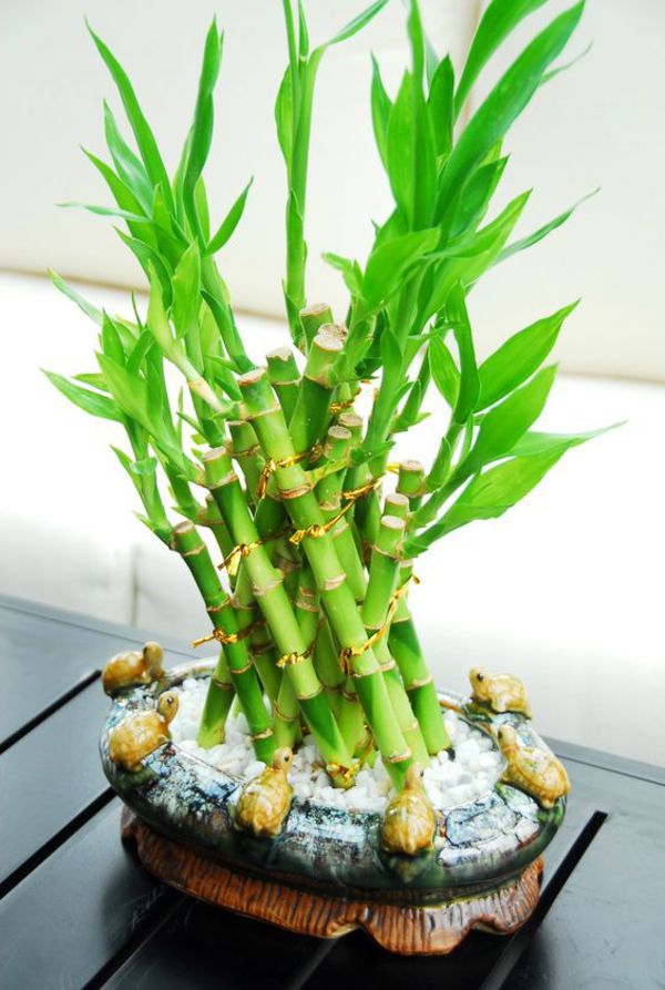 Cây phát lộc có ý nghĩa gì trong phong thủy?-3