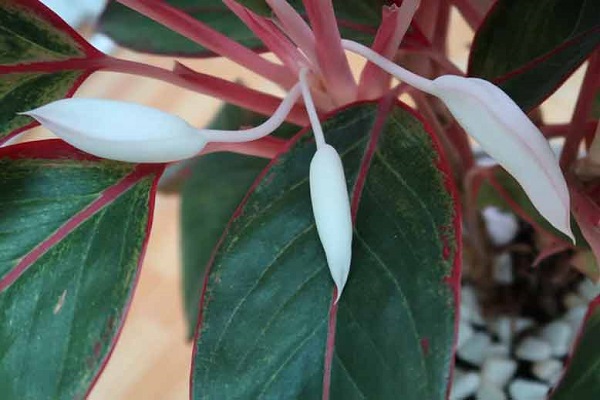 Cây phú quý có ý nghĩa gì trong phong thủy?-2