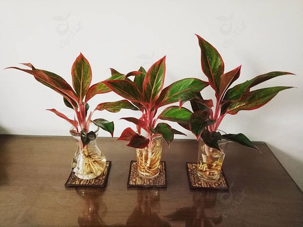 Cây phú quý có ý nghĩa gì trong phong thủy?-6