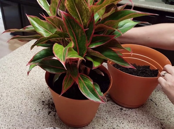 Cây phú quý có ý nghĩa gì trong phong thủy?-5