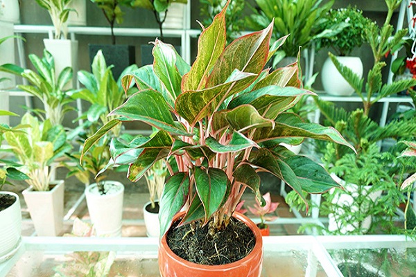 Cây phú quý có ý nghĩa gì trong phong thủy?-4