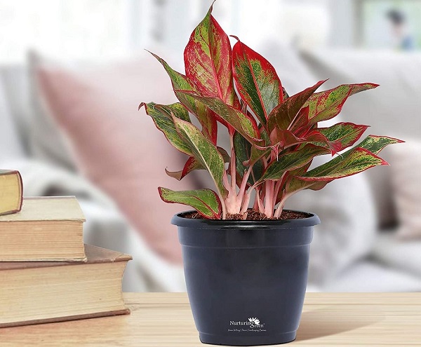 Cây phú quý có ý nghĩa gì trong phong thủy?-3