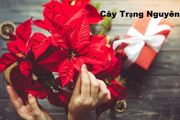 Cây trạng nguyên có ý nghĩa gì trong phong thủy?-3