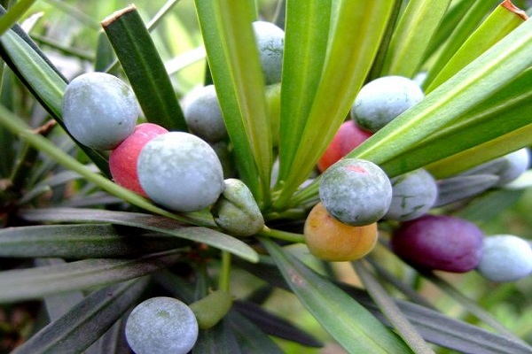 Cây tùng la hán có ý nghĩa gì trong phong thủy?-2