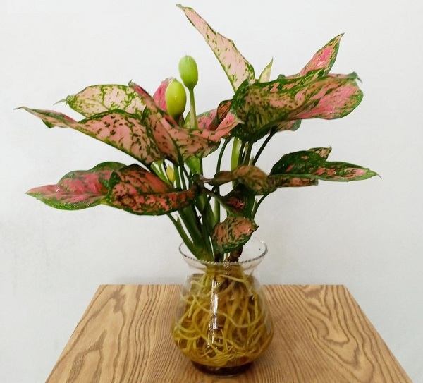 Cây vạn lộc có ý nghĩa gì trong phong thủy?-3 Cây vạn lộc có ý nghĩa gì trong phong thủy?-3