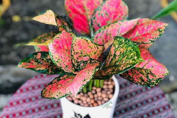 Cây vạn lộc có ý nghĩa gì trong phong thủy?-1 Cây vạn lộc có ý nghĩa gì trong phong thủy?-1