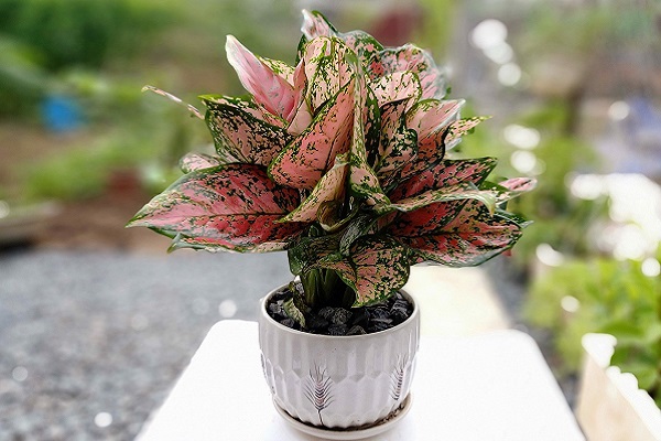 Cây vạn lộc có ý nghĩa gì trong phong thủy?-4 Cây vạn lộc có ý nghĩa gì trong phong thủy?-4