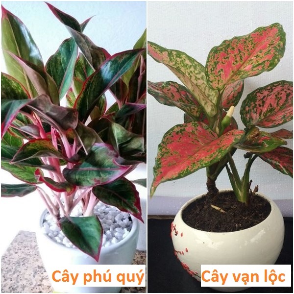 Cây vạn lộc có ý nghĩa gì trong phong thủy?-2 Cây vạn lộc có ý nghĩa gì trong phong thủy?-2