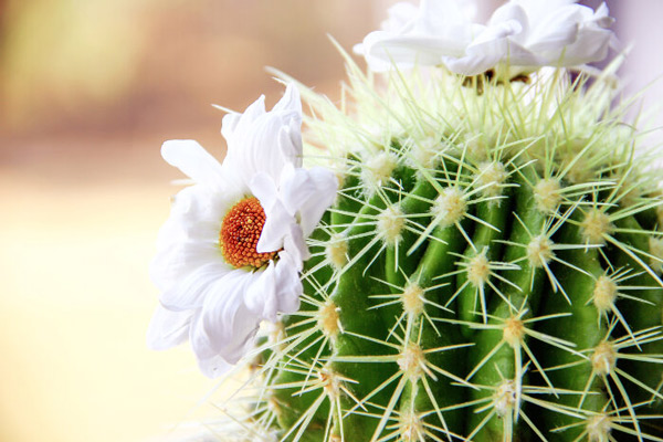 Ý nghĩa cây xương rồng trong phong thủy-3