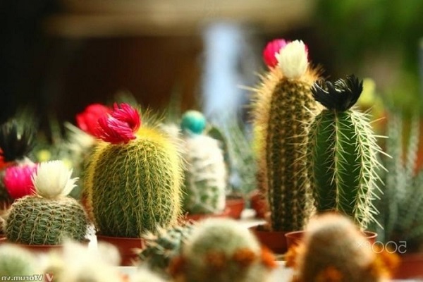 Ý nghĩa cây xương rồng trong phong thủy-2