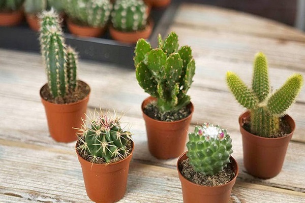 Ý nghĩa cây xương rồng trong phong thủy-4