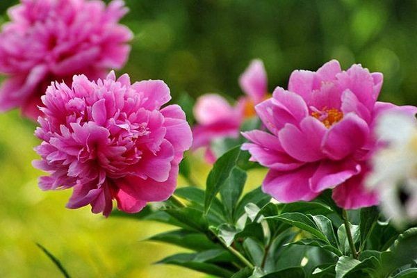 Hoa mẫu đơn có ý nghĩa gì trong phong thủy-3