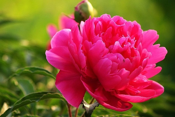 Hoa mẫu đơn có ý nghĩa gì trong phong thủy-1