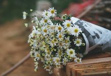 Cúc họa mi có ý nghĩa gì? Có nên tặng cúc họa mi không