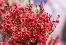 Hoa thanh liễu là hoa gì? Ý nghĩa, nguồn gốc hoa thanh liễu