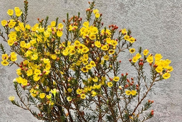 Hoa thanh liễu là hoa gì? Ý nghĩa, nguồn gốc hoa thanh liễu-5