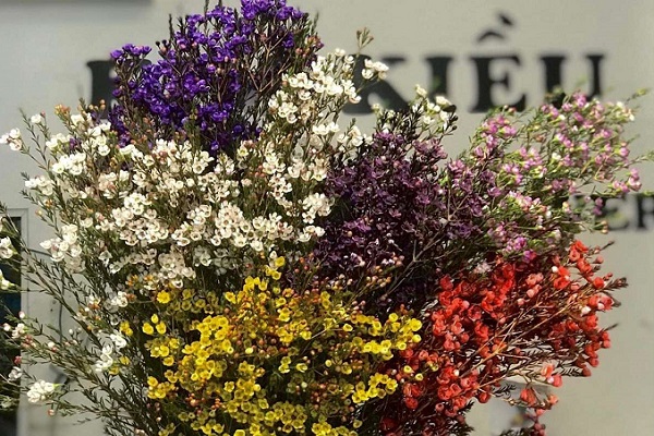 Hoa thanh liễu là hoa gì? Ý nghĩa, nguồn gốc hoa thanh liễu-1