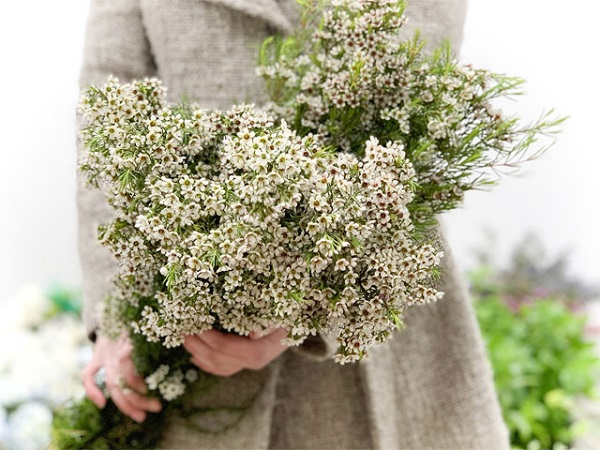 Hoa thanh liễu là hoa gì? Ý nghĩa, nguồn gốc hoa thanh liễu-8