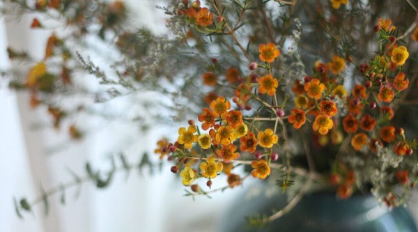 Hoa thanh liễu là hoa gì? Ý nghĩa, nguồn gốc hoa thanh liễu-7