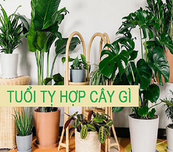 Tuổi Tỵ hợp với tuổi nào trong làm ăn, tình yêu-4