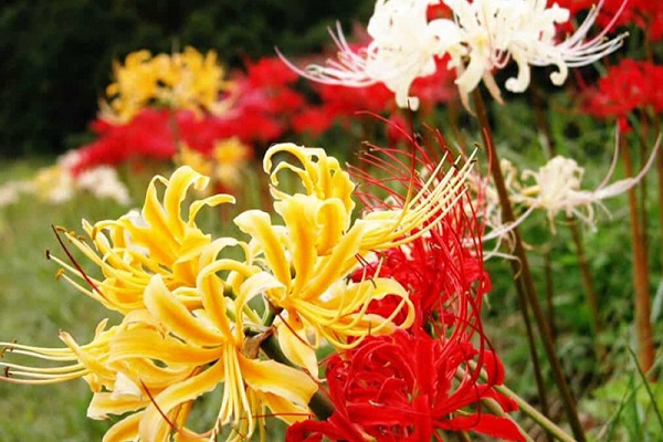 Ý nghĩa hoa bỉ ngạn? Có nên trồng hoa bỉ ngạn trong nhà không?-4