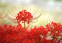 Ý nghĩa hoa bỉ ngạn? Có nên trồng hoa bỉ ngạn trong nhà không?