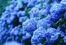 Ý nghĩa hoa cẩm tú cầu? Hoa cẩm tú cầu nở vào mùa nào?