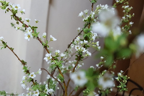 Hoa tuyết mai có ý nghĩa gì? Hoa tuyết mai có độc không?-2