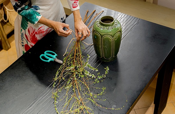 Hoa tuyết mai có ý nghĩa gì? Hoa tuyết mai có độc không?-4