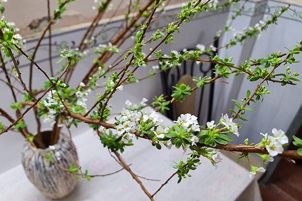 Hoa tuyết mai có ý nghĩa gì? Hoa tuyết mai có độc không?-1