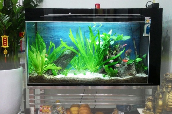 Mệnh Kim nuôi cá gì? Nuôi mấy con để may mắn-4