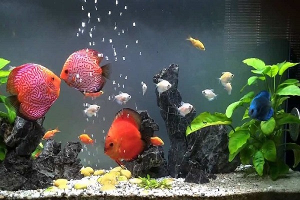 Mệnh Kim nuôi cá gì? Nuôi mấy con để may mắn-3